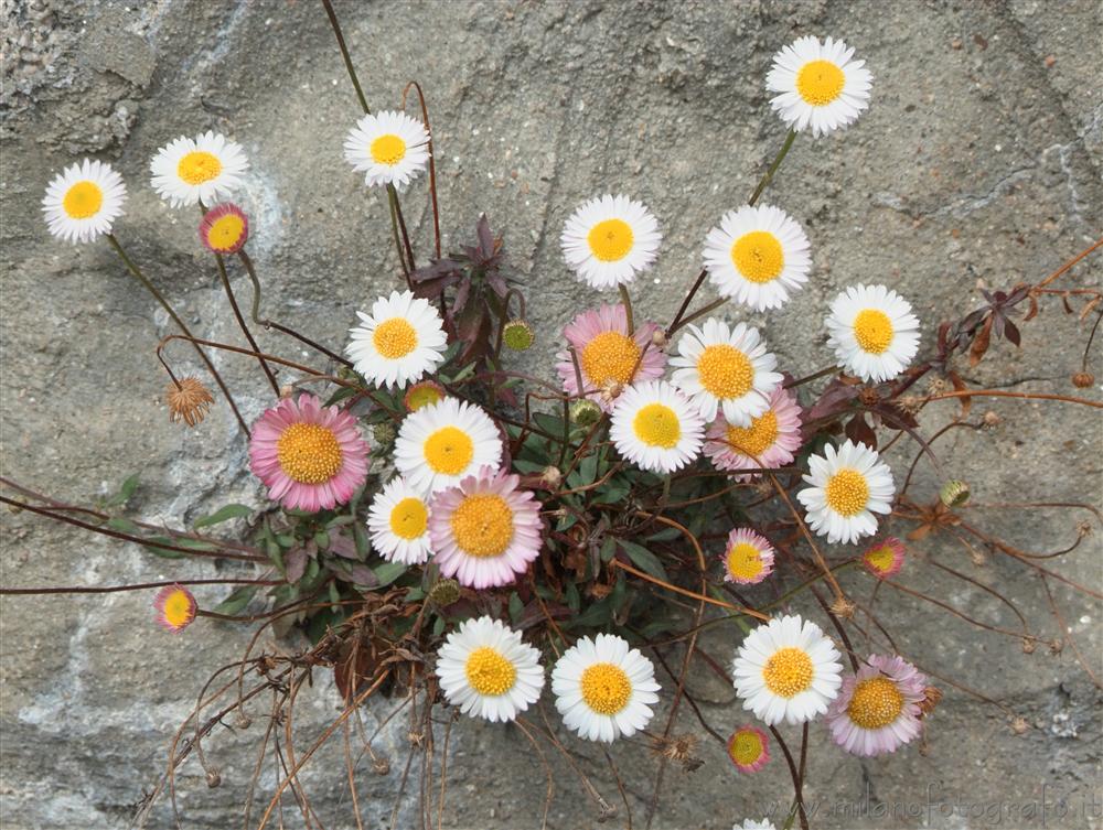 Valmosca fraction of Campiglia Cervo (Biella, Italy) - Group of small daisies on a cement wall